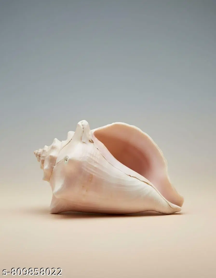 Natural Decorative Conch Shell