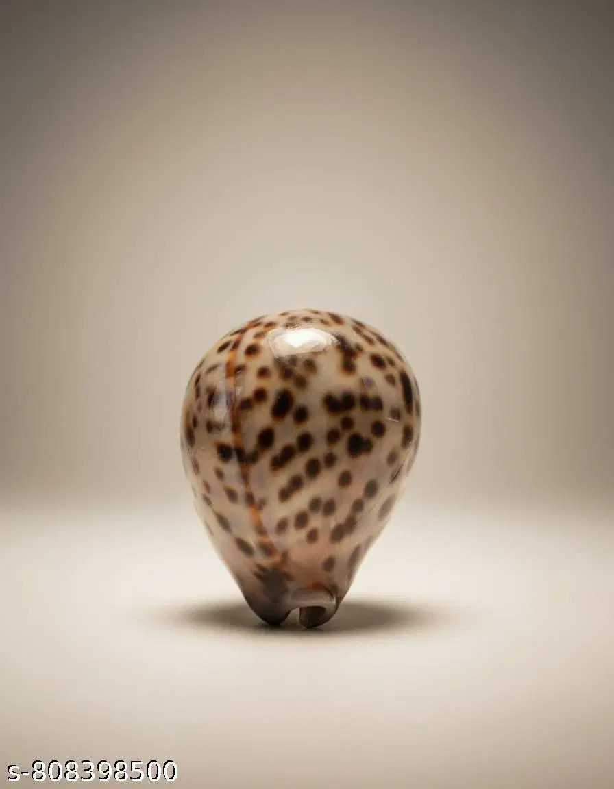 Polka Dot Decorative Sea Shell